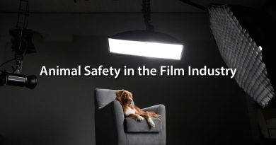 Animal Safety in the Film Industry