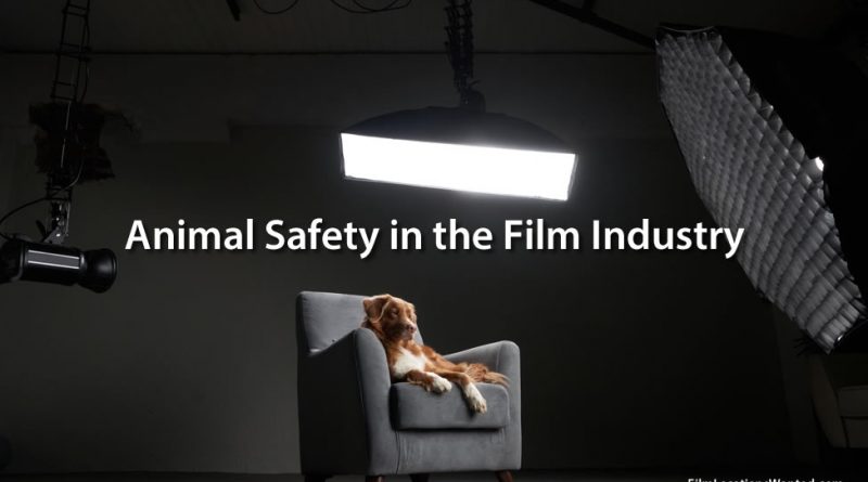 Animal Safety in the Film Industry